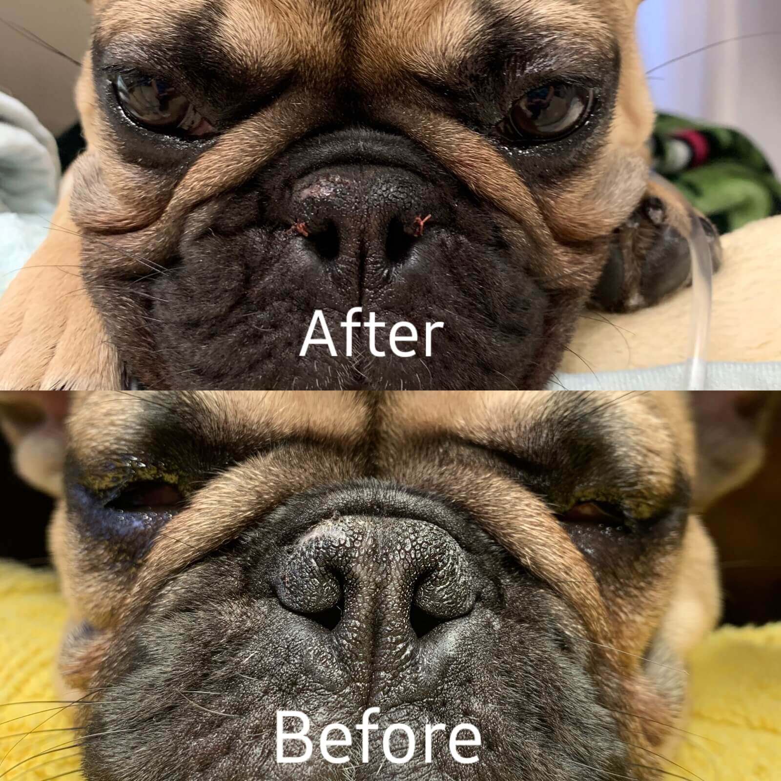 Brachycephalic Syndrome Before and After Stenotic Flares Surgery