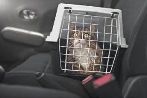 cat carriers for vet transport