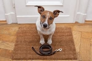 how to choose and size dog leashes