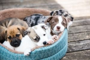 transmission of parvovirus in puppies