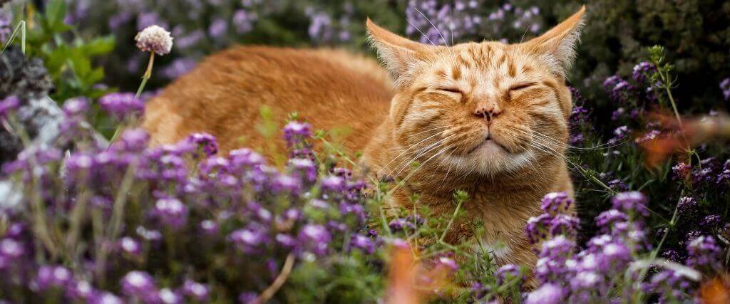 Avoid This CAT-astrophe! 10 Spring Flowers That Are Toxic to Cats