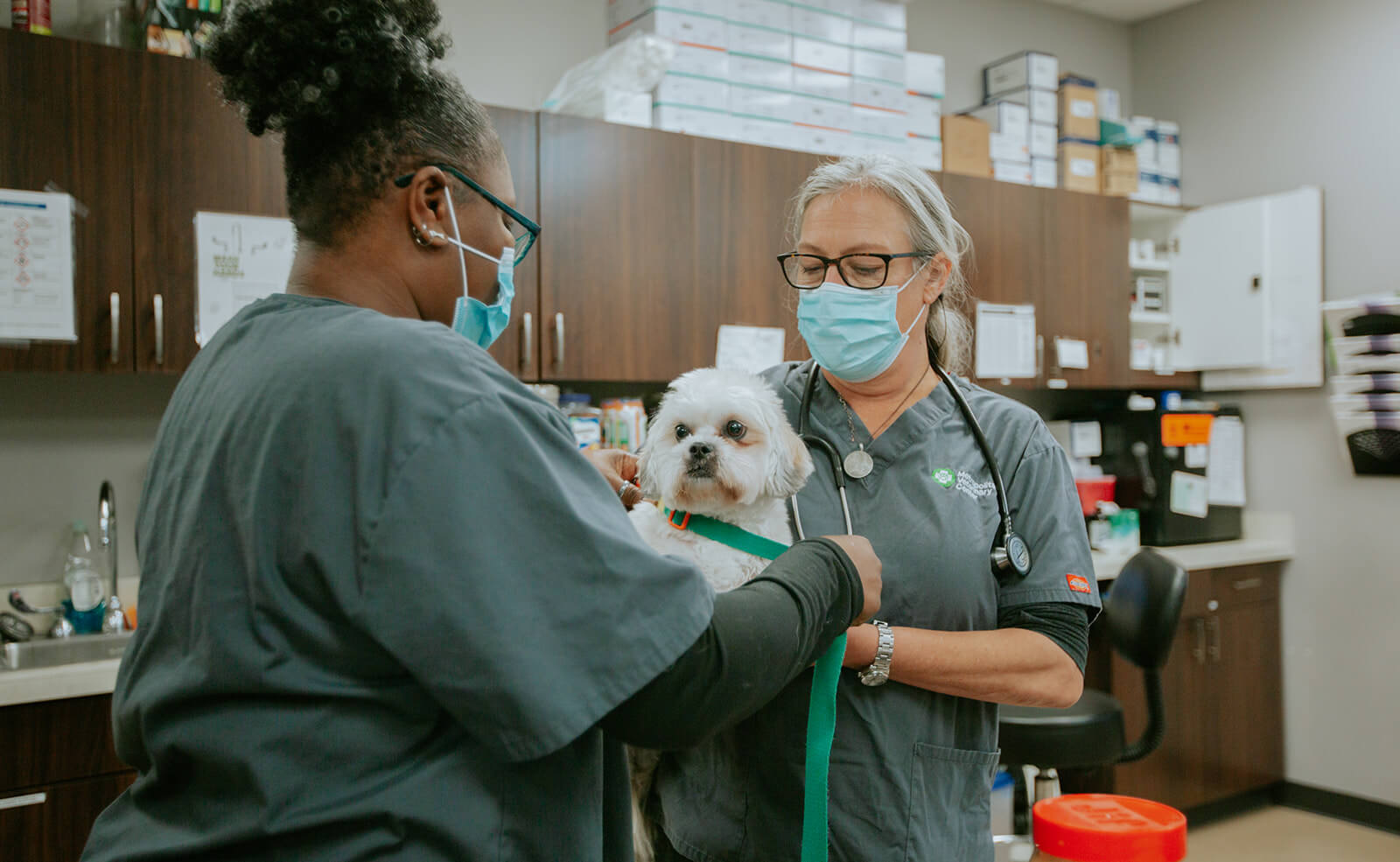 dog services at Metro Vet Chicago