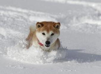 Winter Safety Tips for Your Pet
