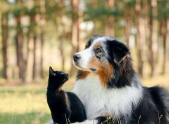 15 Ways Cats and Dogs Tell Us They&#039;re in Pain