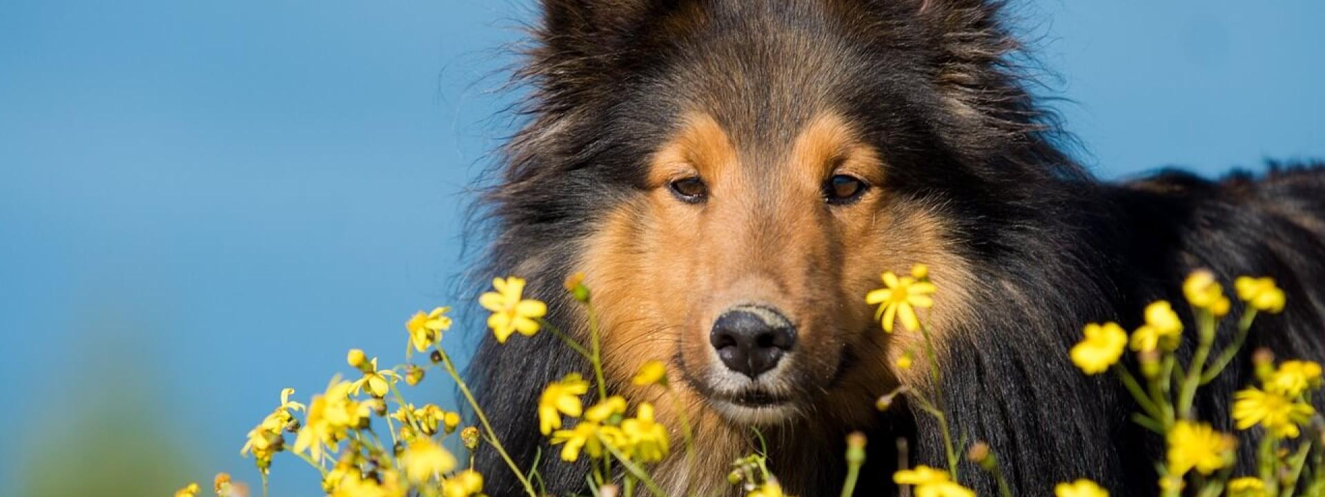 07-dog-flowers-allergies.jpg