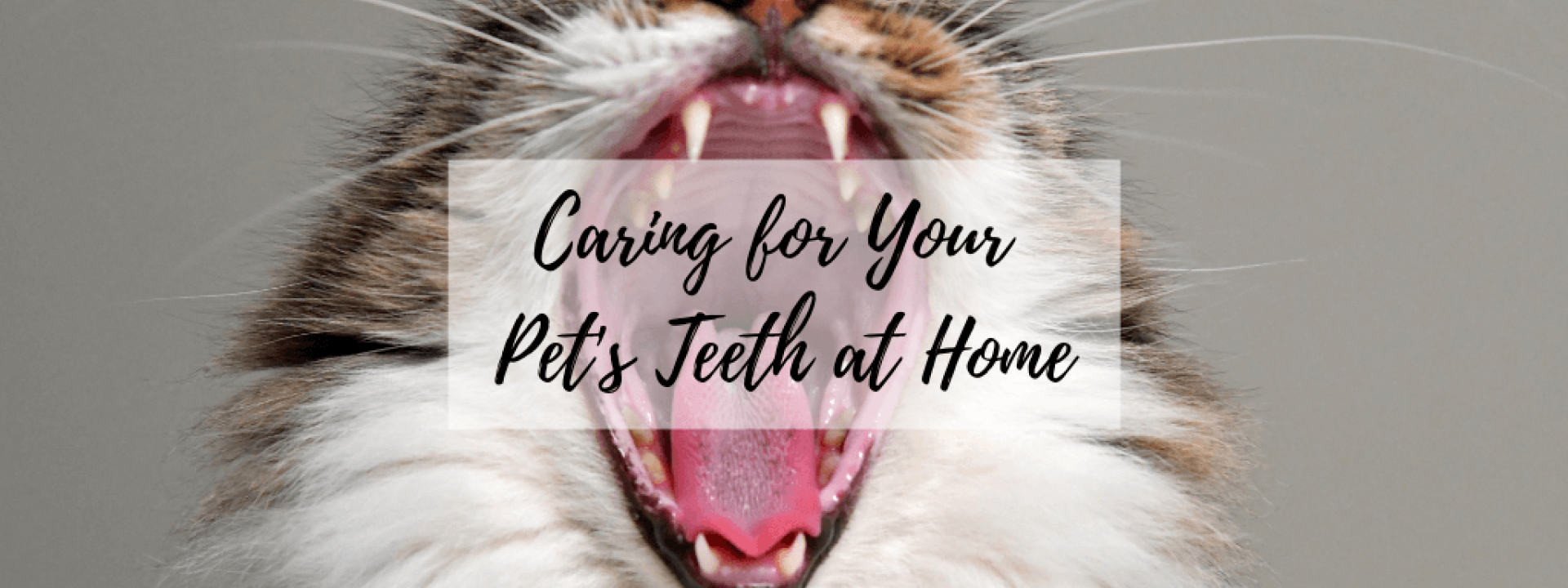 Dental-home-care-blog-header.png
