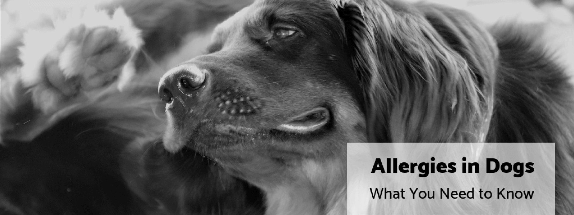 Dog-allergies-blog-header.png
