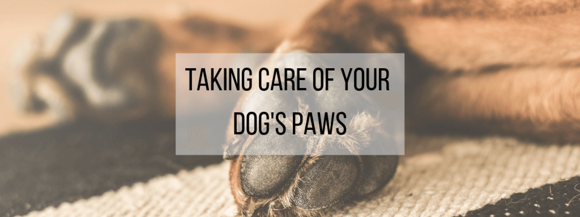 Dog-paws-blog-header.png