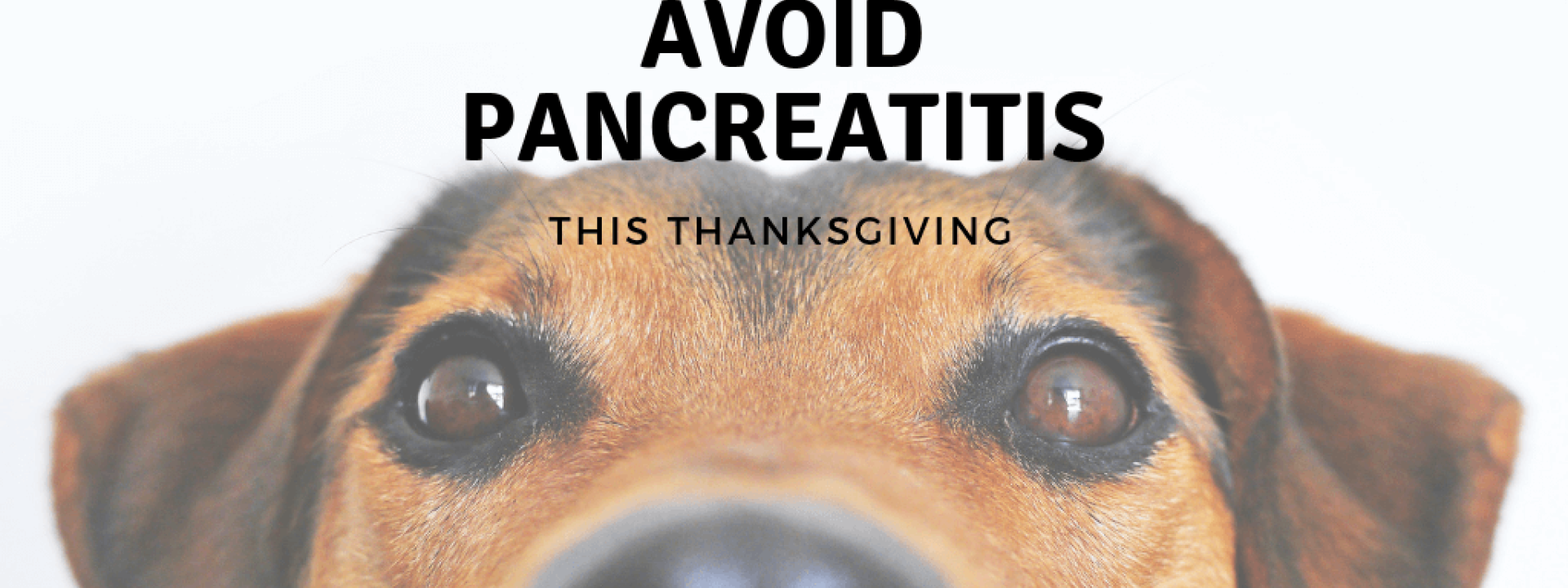 Pancreatitis-blog-header.png