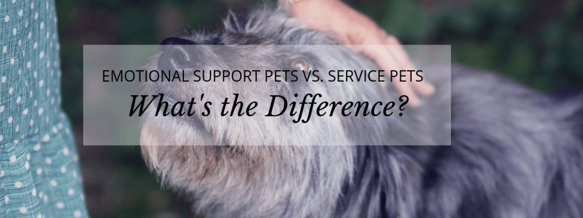 Service-pets-blog-header.png
