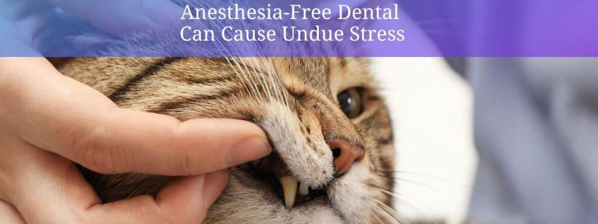 anesthesia-free-dental-cats.jpg