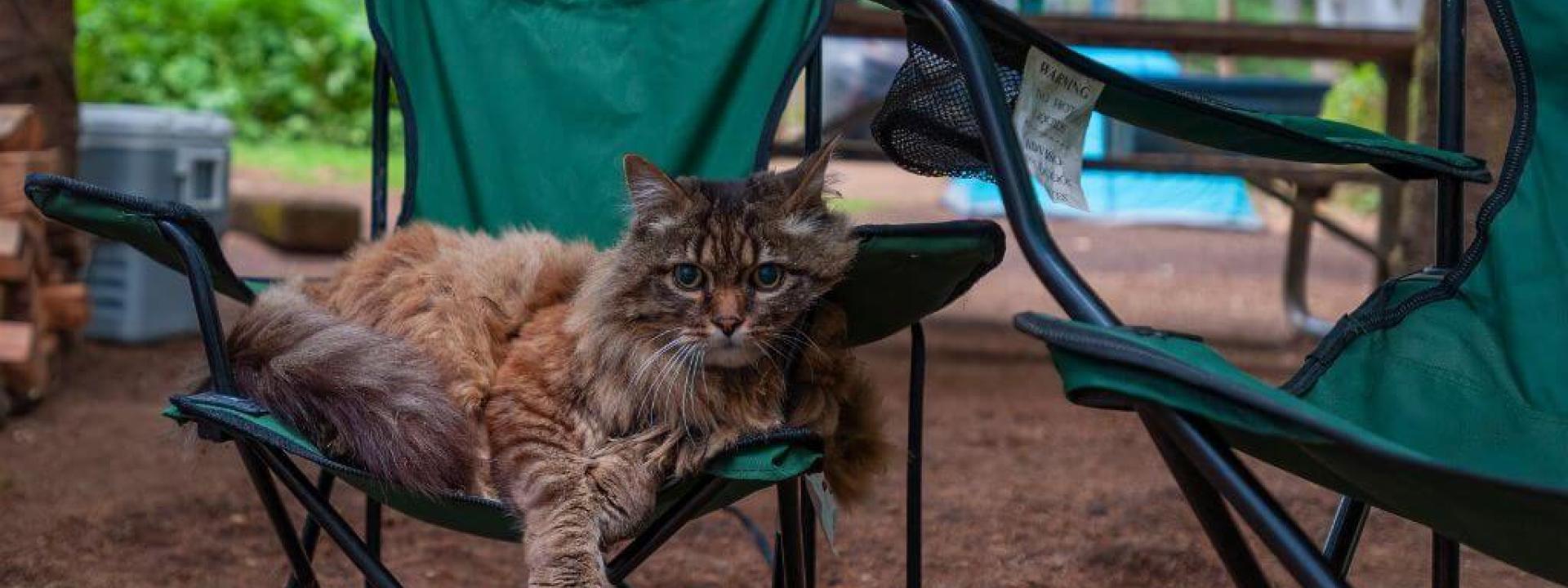 camping-tips-cats-dogs.jpg