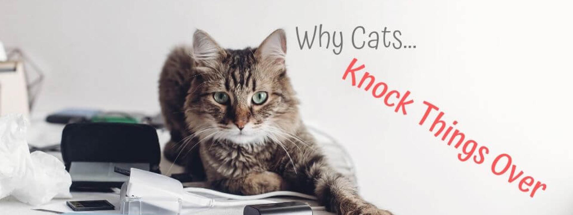 cats-knock-things-over-blog-header.jpg