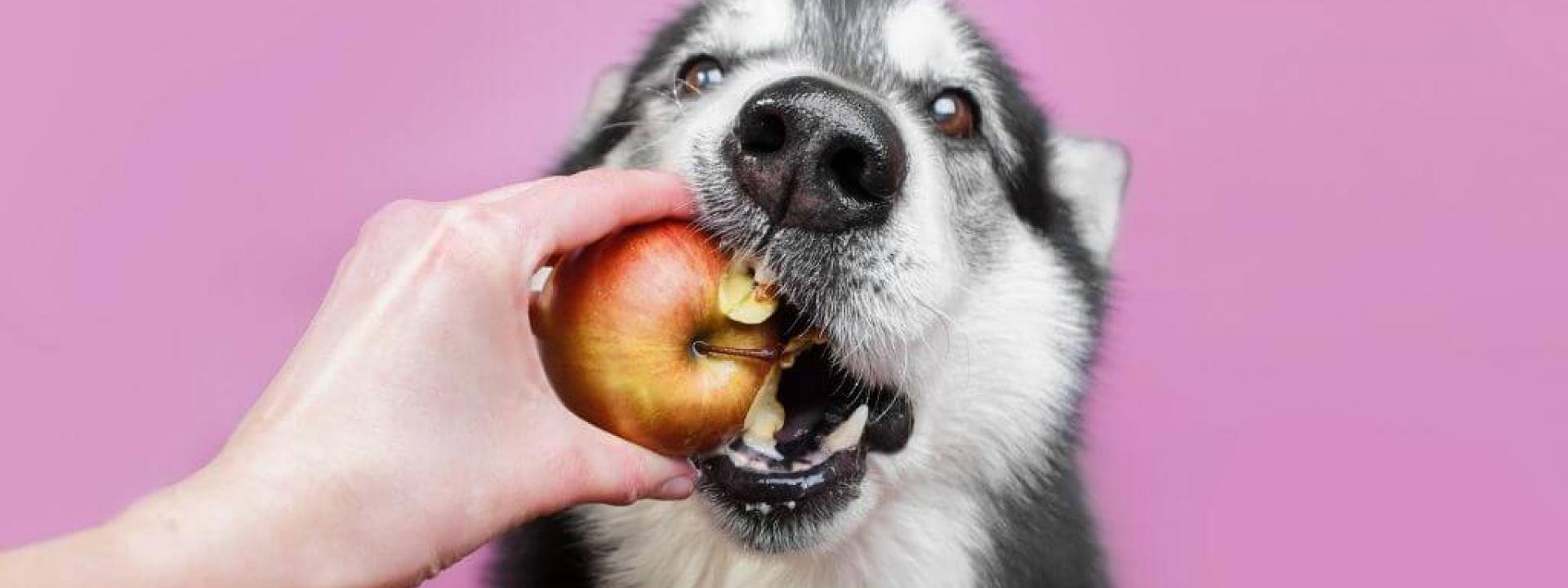 debunking-dog-nutrition-myths.jpg