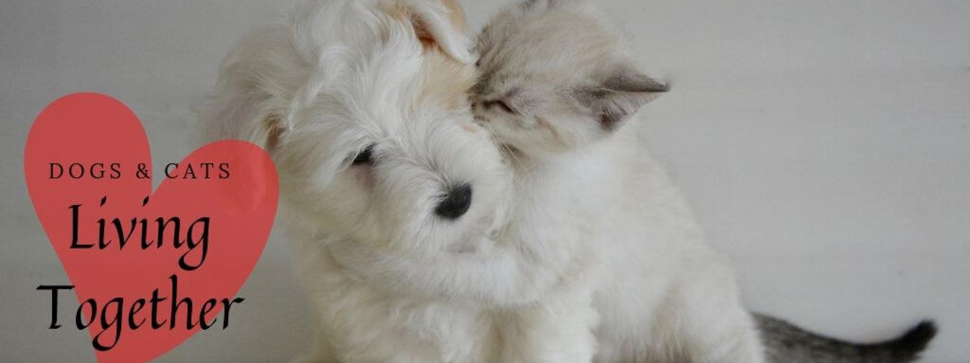 dogs-and-cats-together-blog-header.jpg