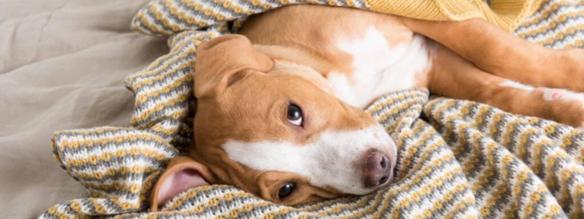 five-common-dog-illnesses.jpg