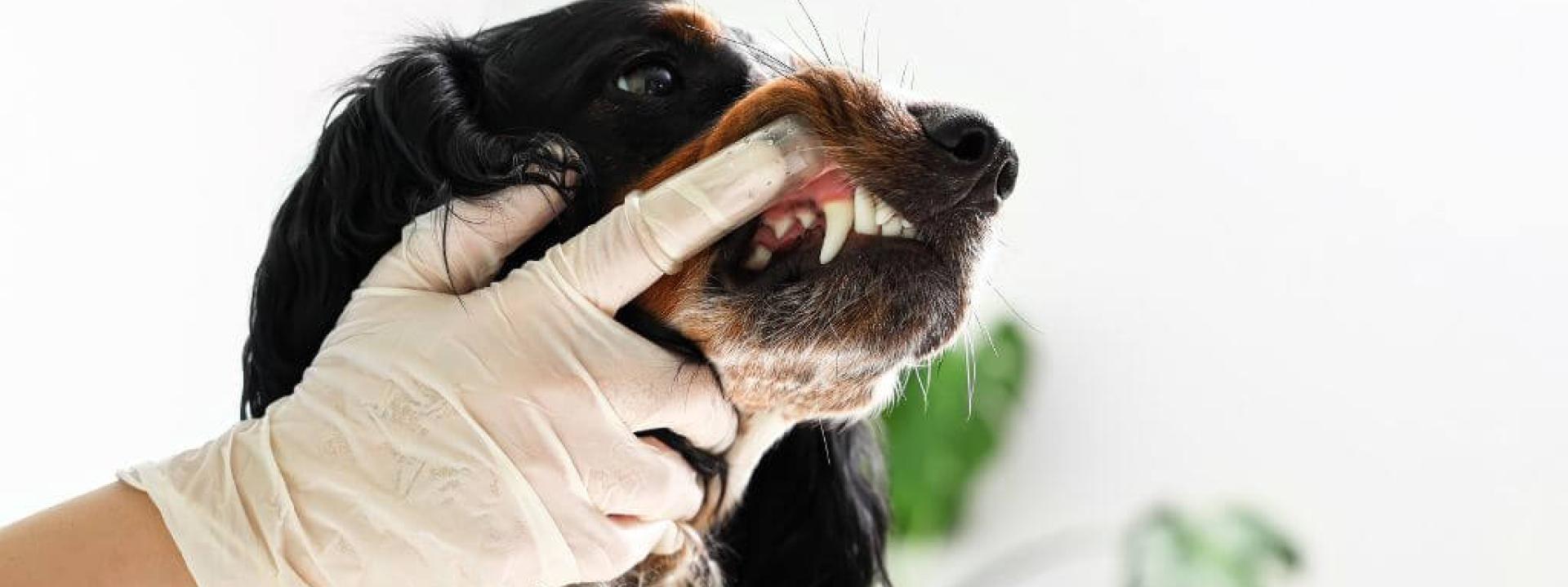 Spaniel getting dental exam.