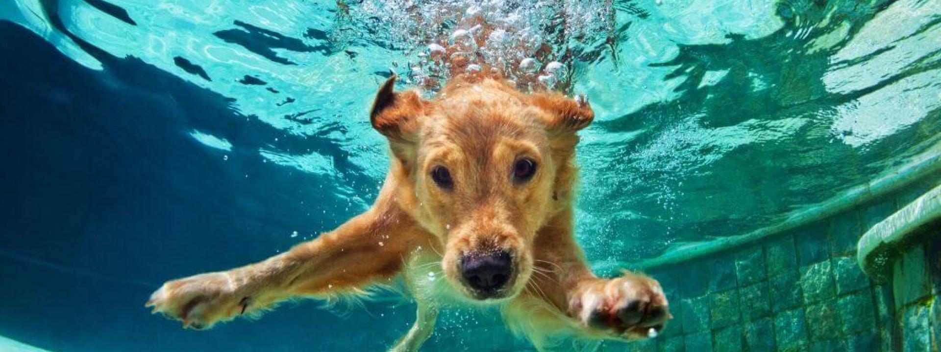 keep-dogs-safe-pool.jpg