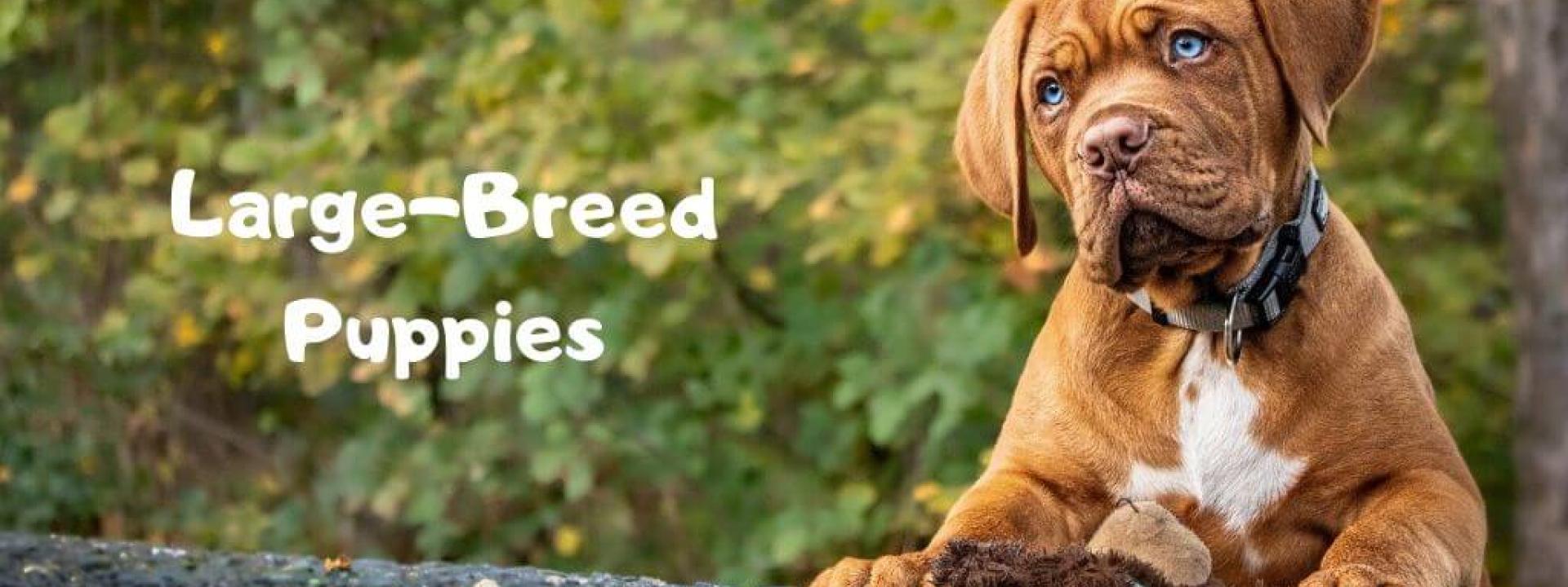 large-breed-puppies-blog-header.jpg