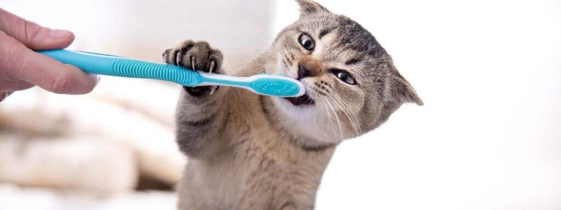 national-pet-dental-health-month-cats.jpg