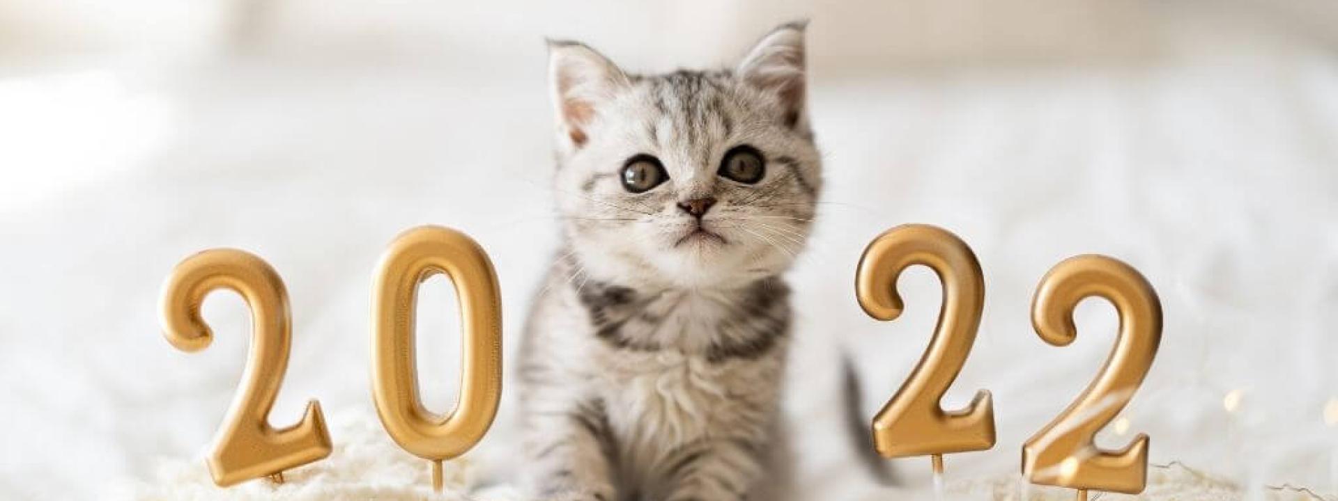 optimal-cat-health-new-year.jpg