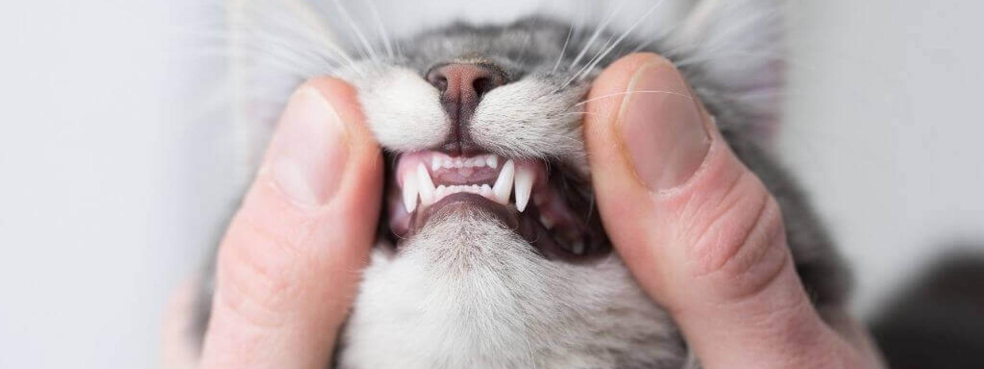 pet-dental-health-month-cats.jpg