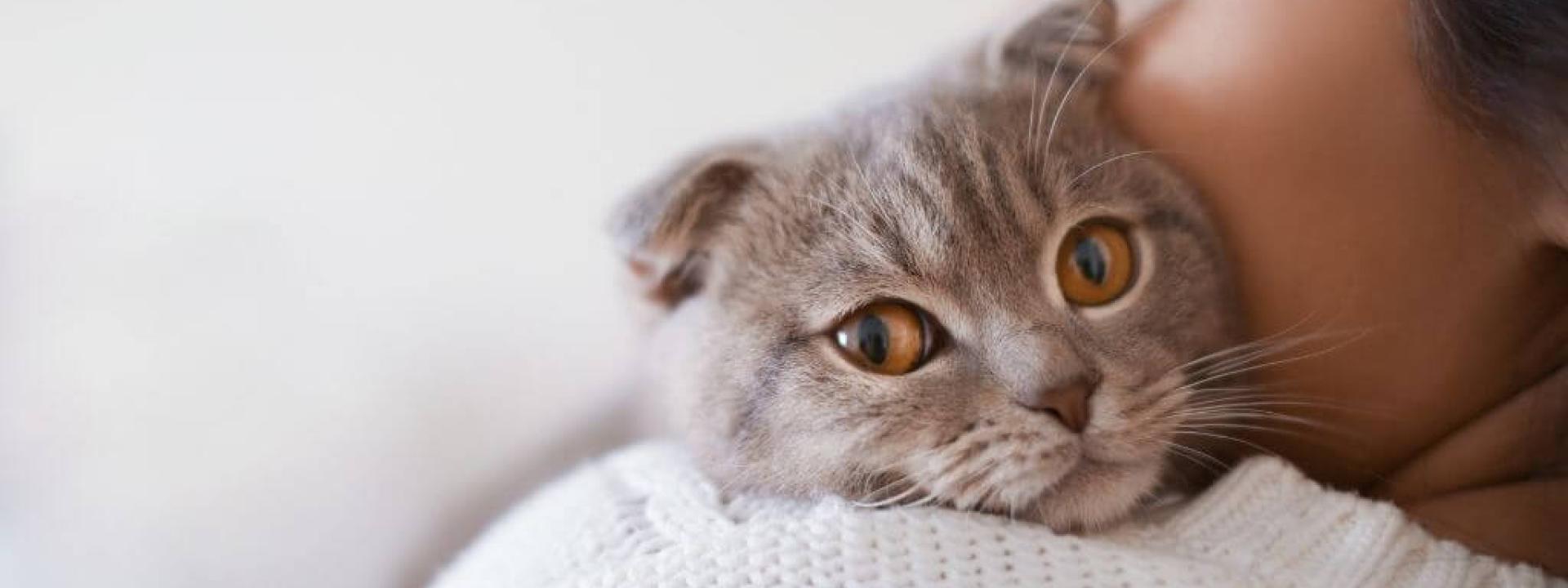 6 Reasons for Cat Drooling, from Sickness to Stress