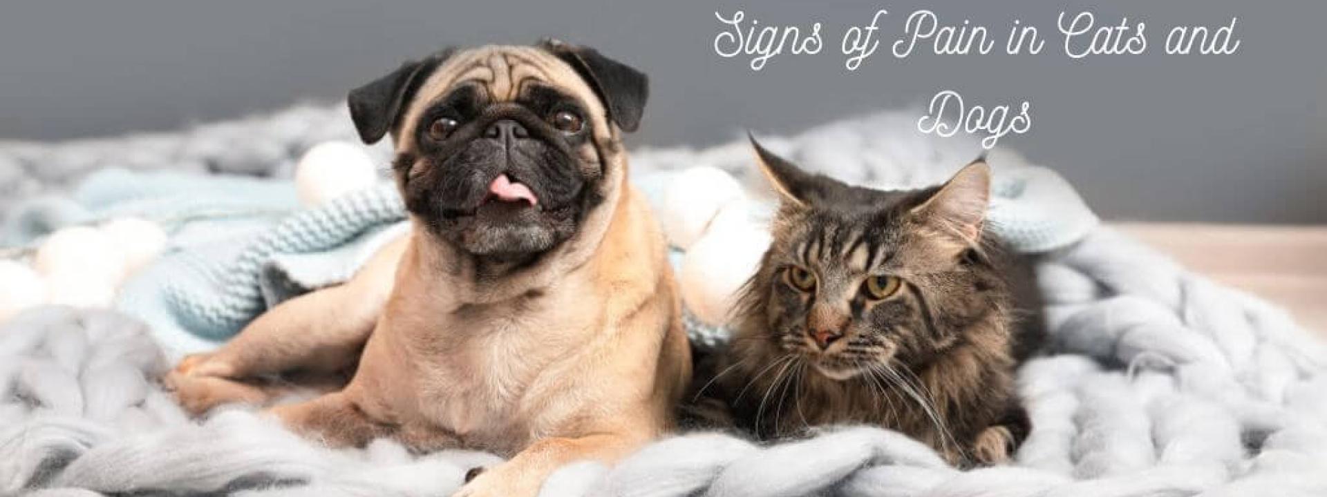 signs-of-pain-in-cats-and-dogs.jpg