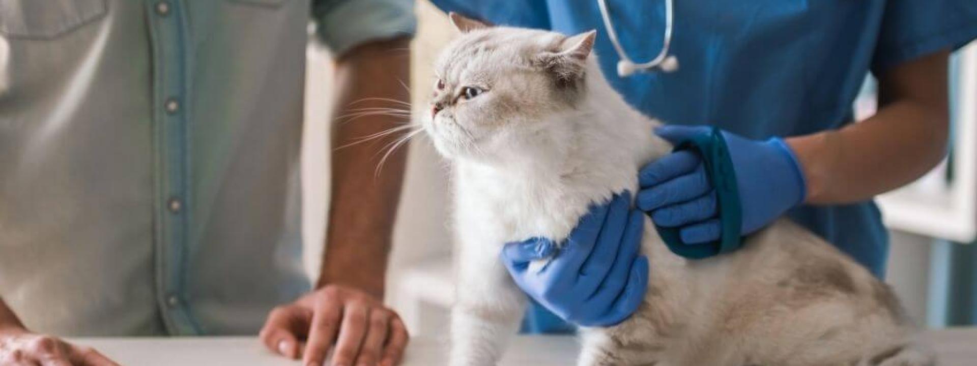 stress-free-veterinary-visits-cats.jpg
