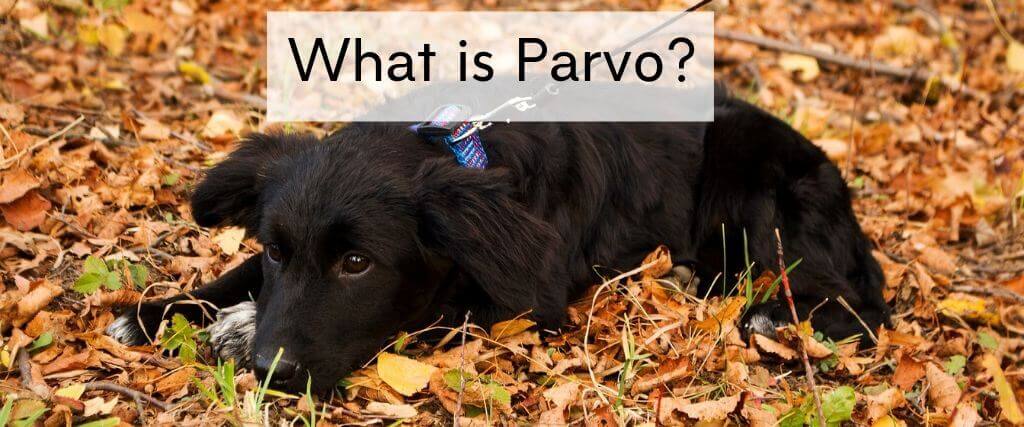 can a person get parvo